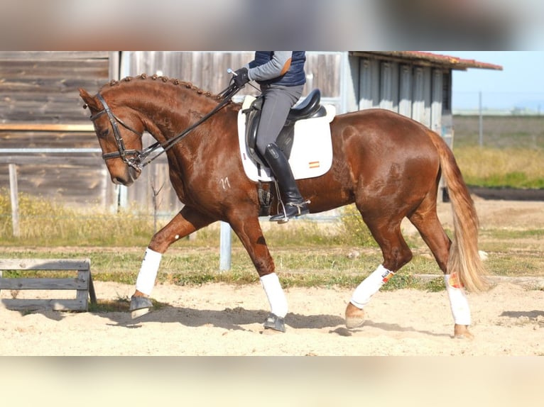 Más caballos centroeuropeos Caballo castrado 6 años 166 cm Alazán-tostado in NAVAS DEL MADRONO