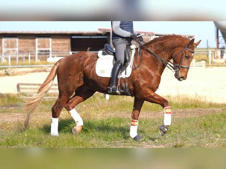 Más caballos centroeuropeos Caballo castrado 6 años 166 cm Alazán-tostado in NAVAS DEL MADRONO