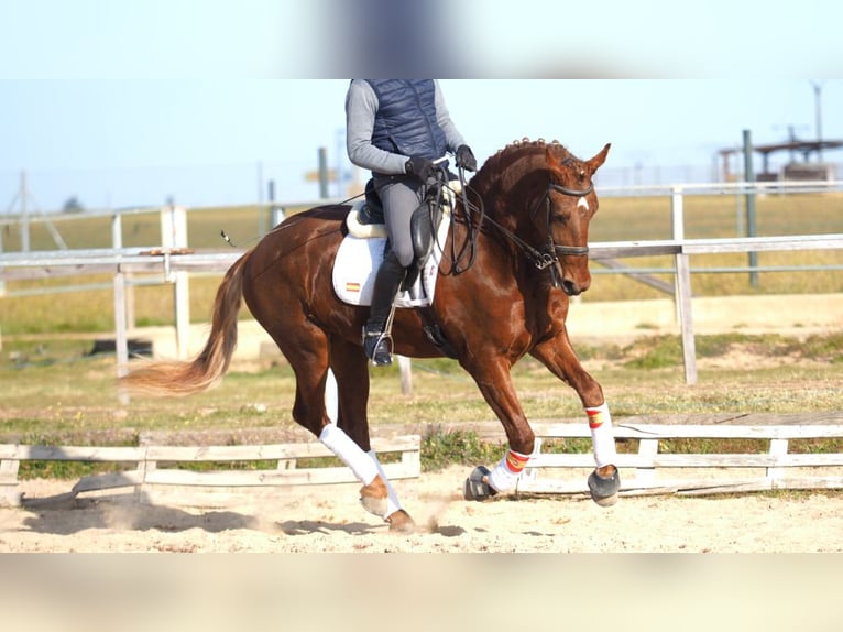 Más caballos centroeuropeos Caballo castrado 6 años 166 cm Alazán-tostado in NAVAS DEL MADRONO