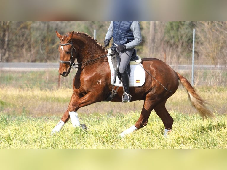 Más caballos centroeuropeos Caballo castrado 6 años 166 cm Alazán-tostado in NAVAS DEL MADRONO