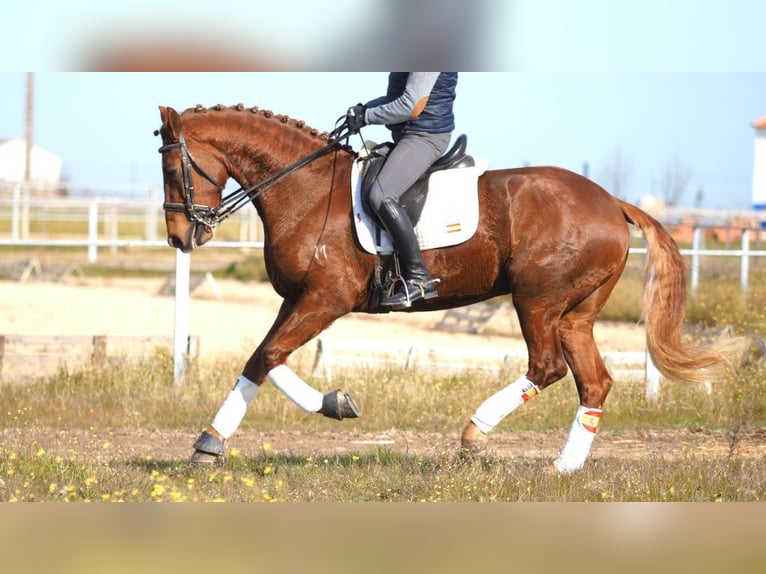 Más caballos centroeuropeos Caballo castrado 6 años 166 cm Alazán-tostado in NAVAS DEL MADRONO