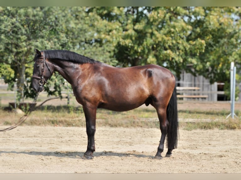 Más caballos centroeuropeos Caballo castrado 6 años 166 cm Castaño oscuro in Schattendorf