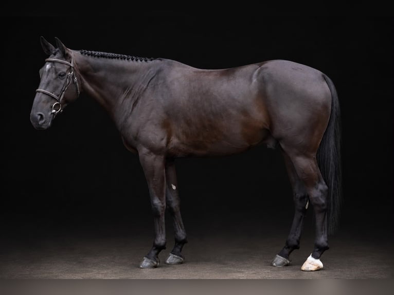 Más caballos centroeuropeos Caballo castrado 6 años 166 cm Negro in Zülpich