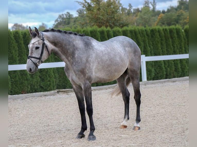 Más caballos centroeuropeos Caballo castrado 6 años 166 cm Tordo in Schwäbisch Hall