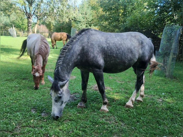 Más caballos centroeuropeos Mestizo Caballo castrado 6 años 167 cm Musgo in Klein Harras