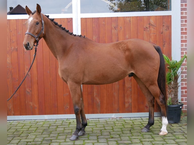 Más caballos centroeuropeos Caballo castrado 6 años 168 cm in Dorsten