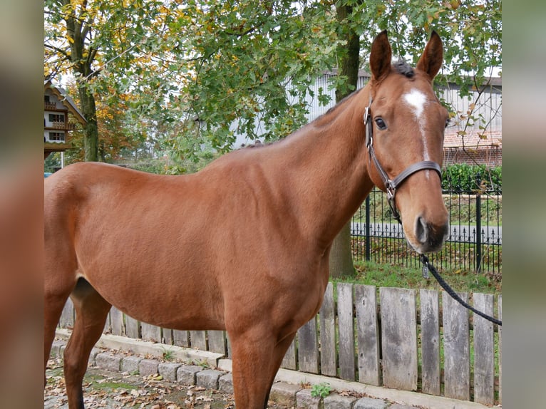 Más caballos centroeuropeos Caballo castrado 6 años 168 cm in Dorsten