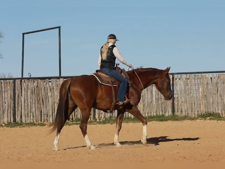 Más caballos centroeuropeos Caballo castrado 6 años 170 cm Alazán-tostado in Weatherford TX
