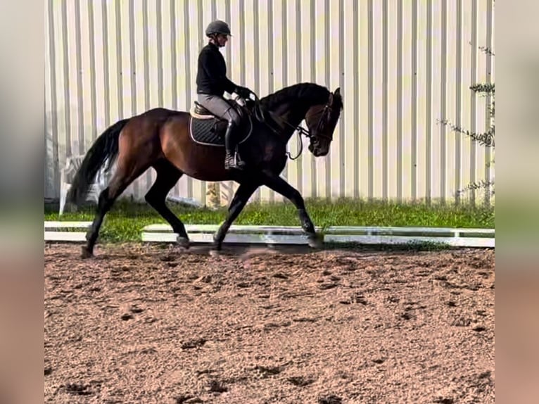 Más caballos centroeuropeos Caballo castrado 6 años 170 cm Castaño in Weiterstadt