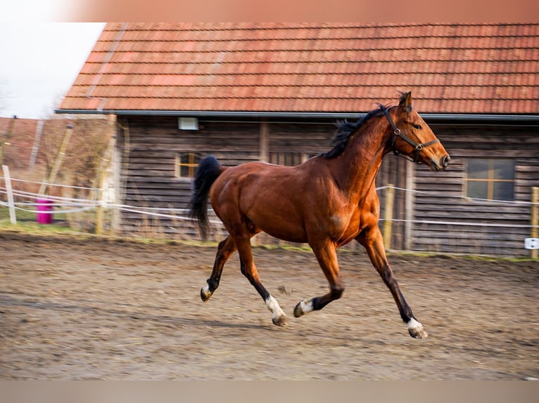 Más caballos centroeuropeos Caballo castrado 6 años 170 cm Castaño in Stubenberg