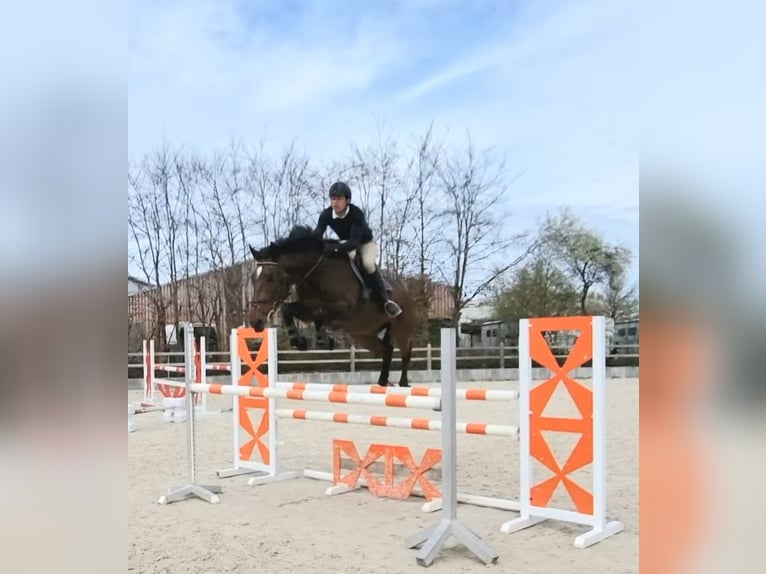 Más caballos centroeuropeos Mestizo Caballo castrado 6 años 170 cm Castaño in Brunnthal