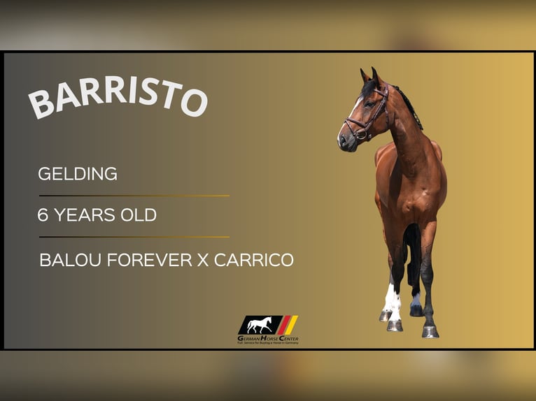 Más caballos centroeuropeos Caballo castrado 6 años 170 cm Castaño in Z&#xFC;lpich