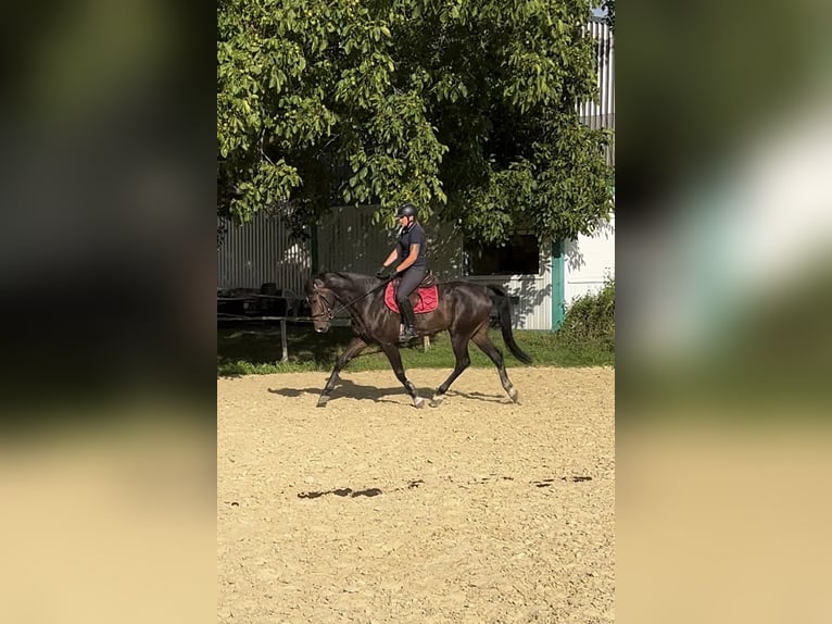 Más caballos centroeuropeos Caballo castrado 6 años 170 cm Castaño oscuro in Vettweiß