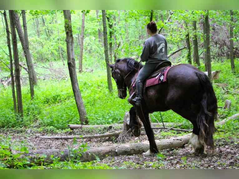Más caballos centroeuropeos Caballo castrado 6 años 170 cm Negro in Highland MI