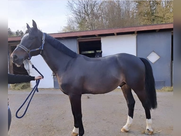 Más caballos centroeuropeos Caballo castrado 6 años 170 cm Negro in Eggelsberg