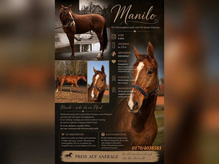 Más caballos centroeuropeos Caballo castrado 6 años 172 cm Alazán-tostado in Werpeloh