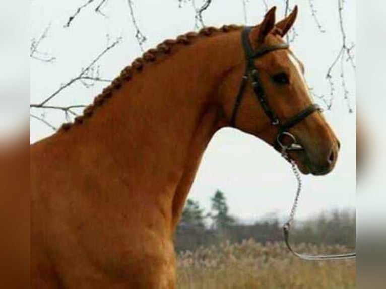 Más caballos centroeuropeos Caballo castrado 6 años 172 cm Alazán-tostado in Listowel