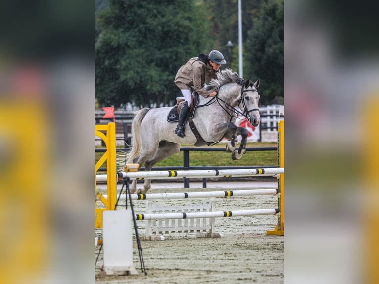 Más caballos centroeuropeos Caballo castrado 6 años 172 cm Tordo in Chaumontel
