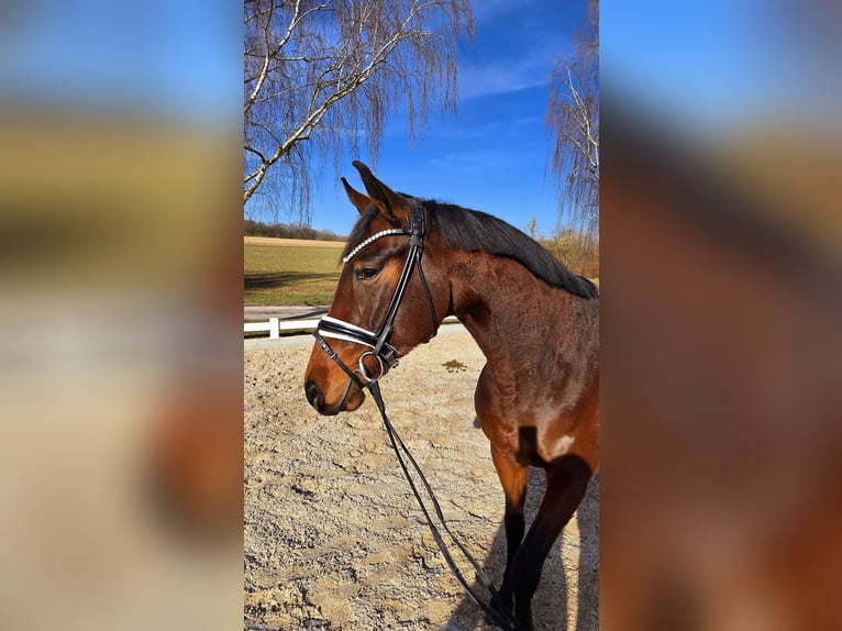 Más caballos centroeuropeos Caballo castrado 6 años 173 cm Castaño in Röttingen