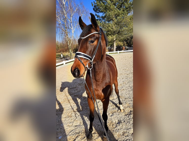 Más caballos centroeuropeos Caballo castrado 6 años 173 cm Castaño in Röttingen