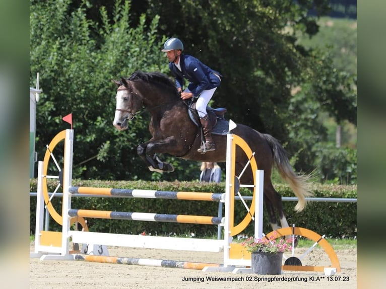 Más caballos centroeuropeos Caballo castrado 6 años 173 cm Tordo in Troisvierges