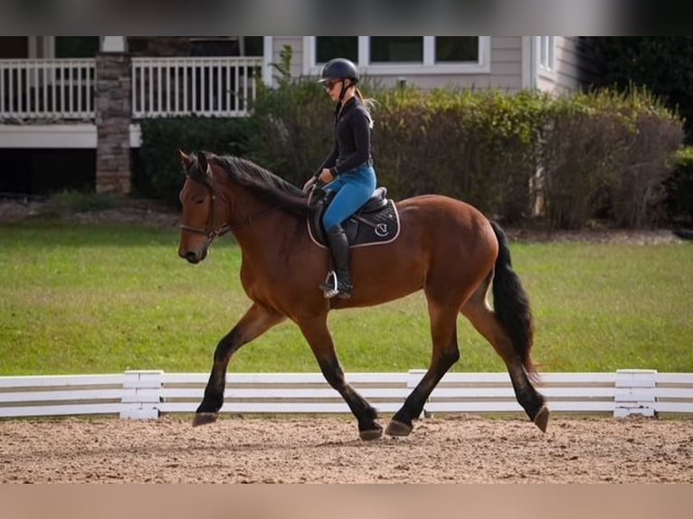 Más caballos centroeuropeos Mestizo Caballo castrado 6 años 175 cm Castaño rojizo in Clover