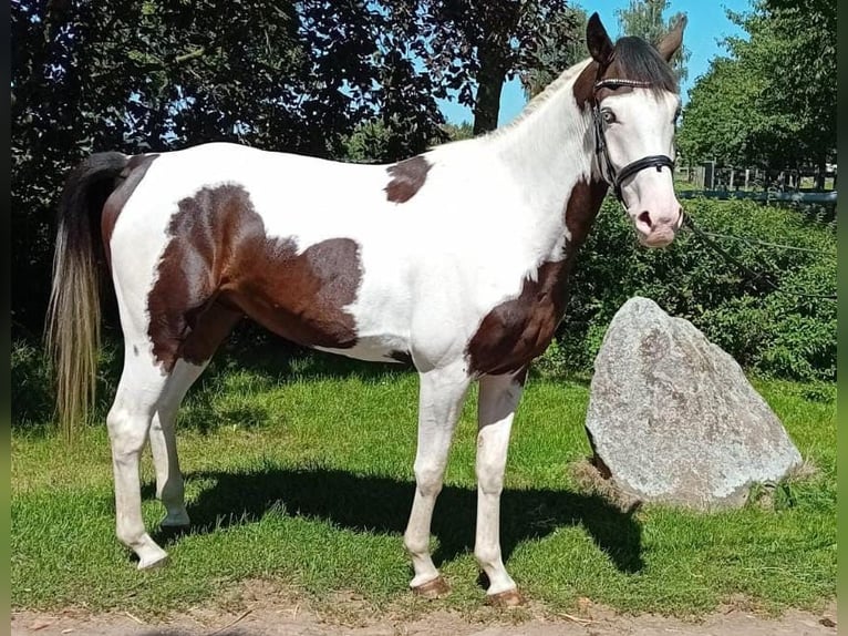 Más caballos centroeuropeos Caballo castrado 6 años 175 cm Pío in Kunow