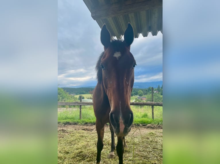 Más caballos centroeuropeos Caballo castrado 6 años in Stainz