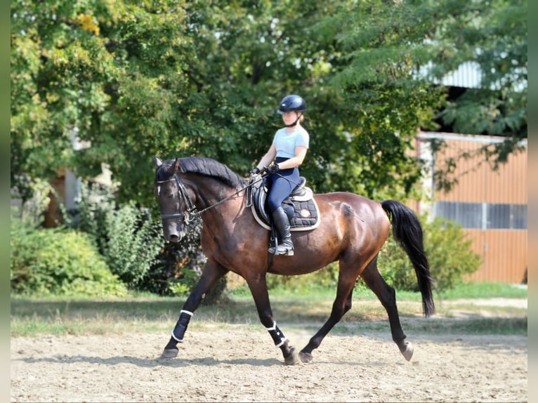 Más caballos centroeuropeos Caballo castrado 6 años Castaño oscuro in Schattendorf