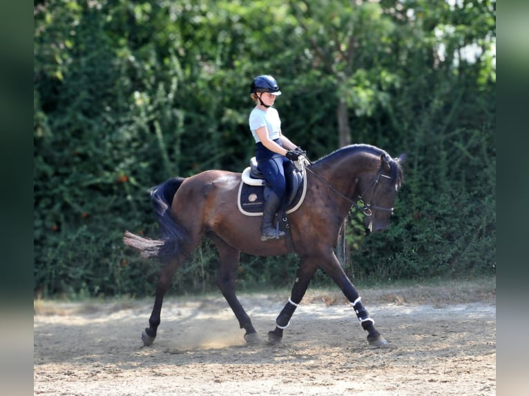 Más caballos centroeuropeos Caballo castrado 6 años Castaño oscuro in Schattendorf