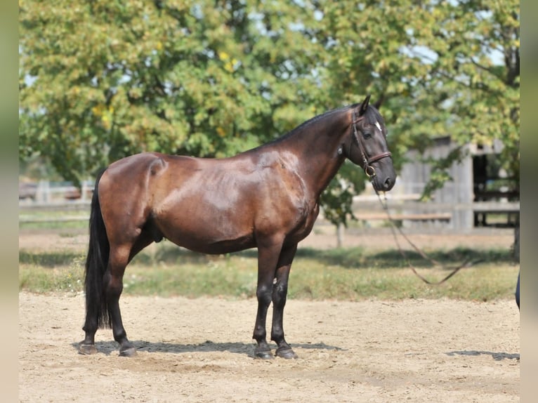 Más caballos centroeuropeos Caballo castrado 6 años Castaño oscuro in Schattendorf