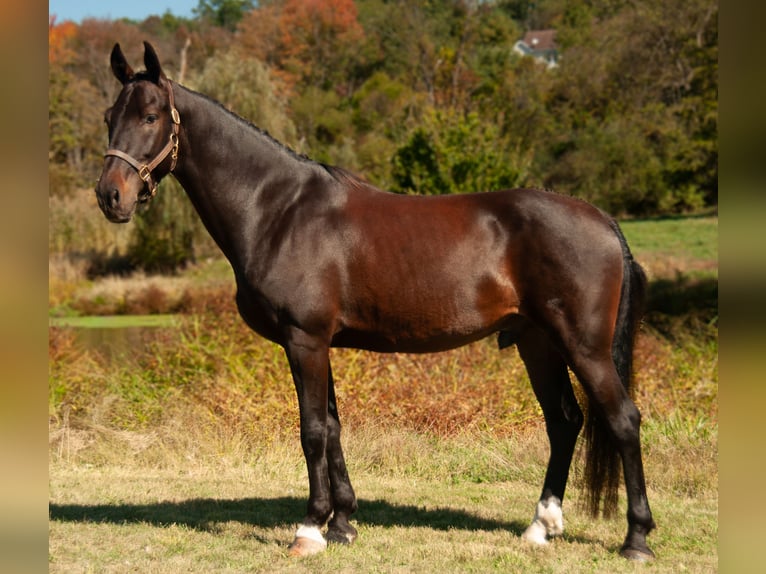 Más caballos centroeuropeos Caballo castrado 6 años Castaño rojizo in Lebanon
