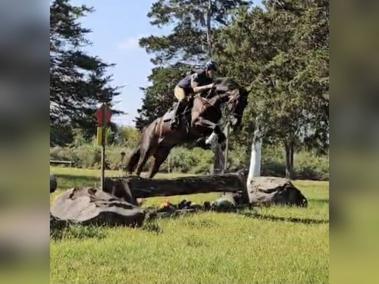 Más caballos centroeuropeos Caballo castrado 6 años Castaño rojizo in Lebanon