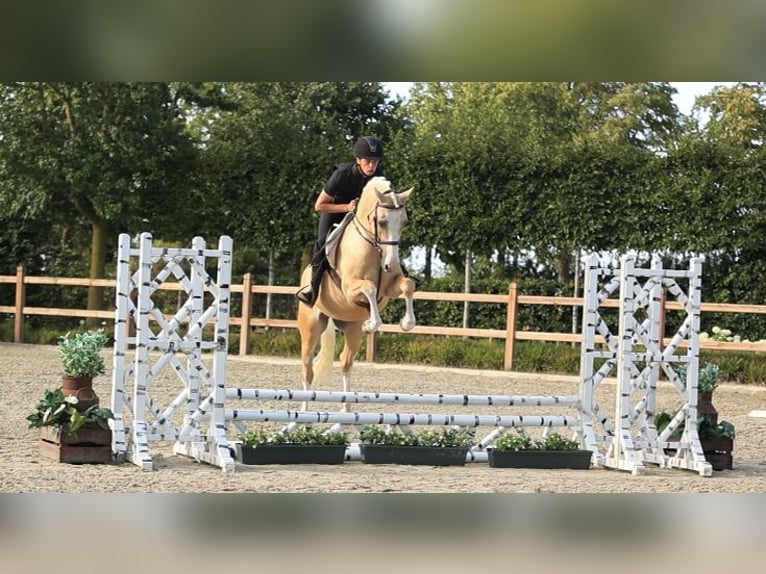 Más caballos centroeuropeos Caballo castrado 7 años 148 cm Palomino in Oost West en Middelbeers