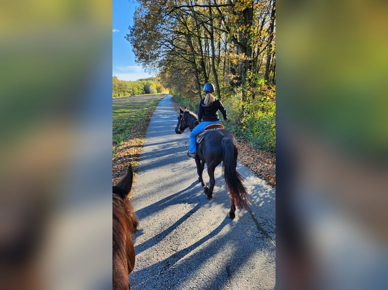 Más caballos centroeuropeos Caballo castrado 7 años 153 cm Negro in Heiligenkreuz im Lafnitztal