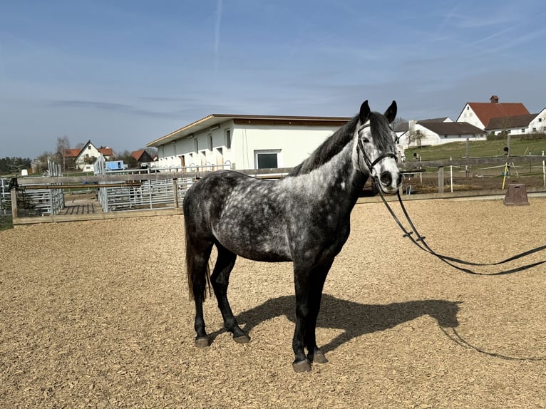 Más caballos centroeuropeos Caballo castrado 7 años 153 cm Tordo in Schnaittach