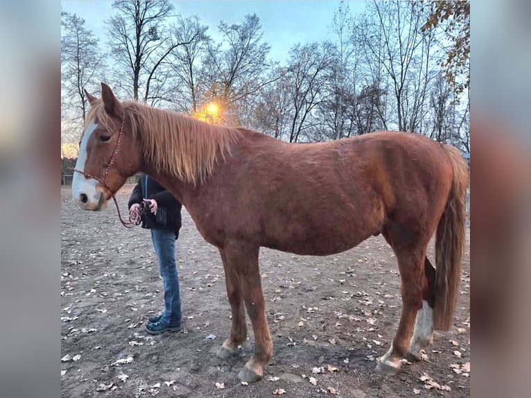 Más caballos centroeuropeos Caballo castrado 7 años 155 cm Alazán in Dasing