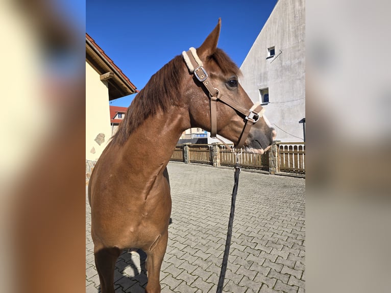 Más caballos centroeuropeos Mestizo Caballo castrado 7 años 155 cm Alazán in Jelenia Góra