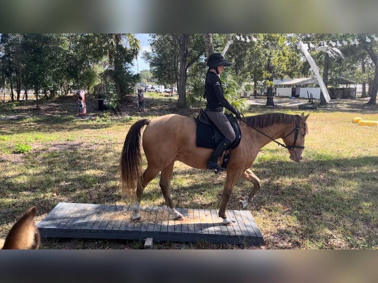 Más caballos centroeuropeos Caballo castrado 7 años 157 cm Champán in Brooksville FL