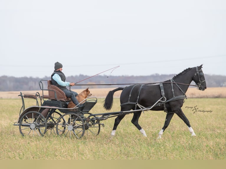 Más caballos centroeuropeos Caballo castrado 7 años 157 cm Negro in Fairbank IA
