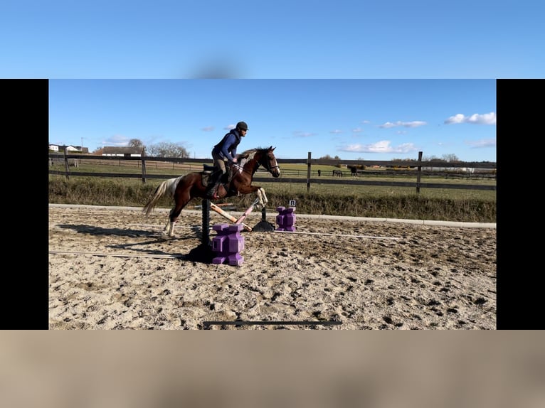 Más caballos centroeuropeos Caballo castrado 7 años 157 cm Pío in Putzing Más caballos centroeuropeos Caballo castrado 7 años 157 cm Pío in Putzing