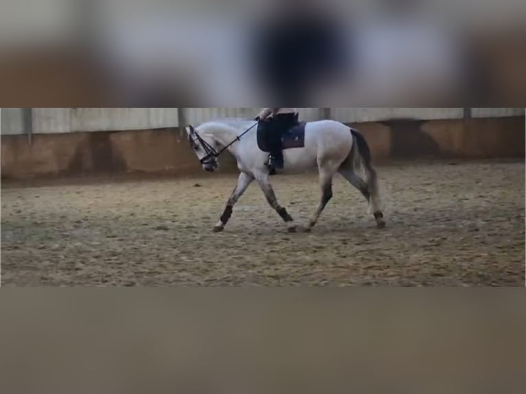 Más caballos centroeuropeos Mestizo Caballo castrado 7 años 158 cm in Köln