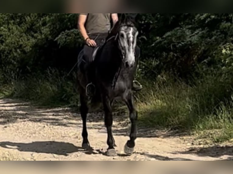 Más caballos centroeuropeos Caballo castrado 7 años 159 cm Tordo in Wittlich
