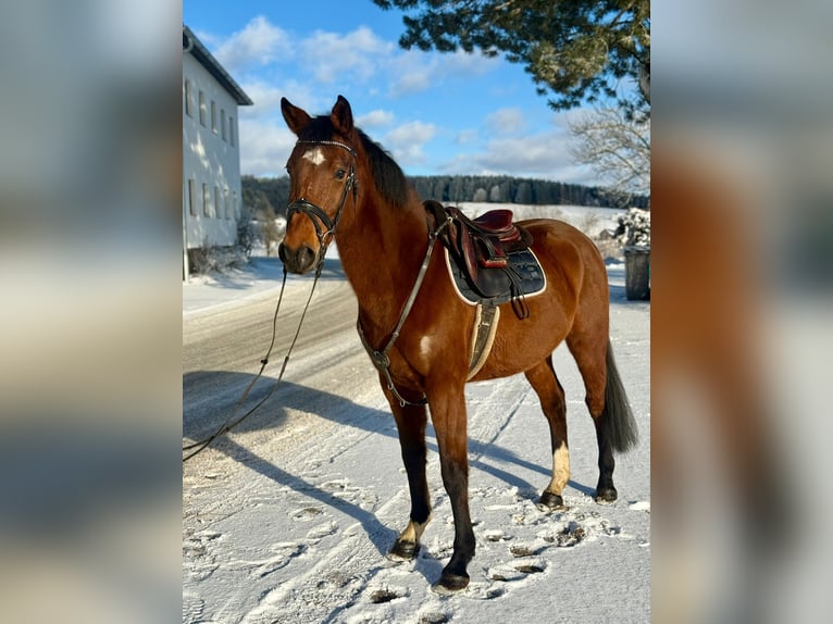 Más caballos centroeuropeos Caballo castrado 7 años 160 cm Castaño in Pelmberg