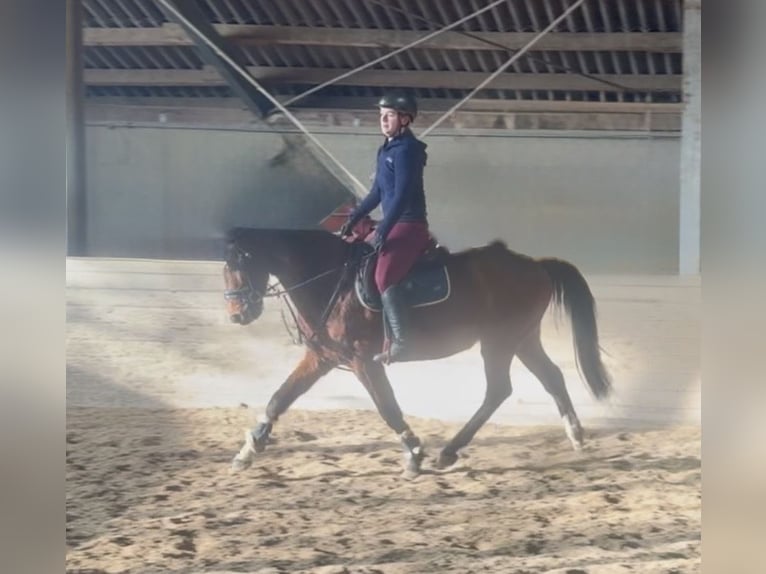 Más caballos centroeuropeos Caballo castrado 7 años 160 cm Castaño in Pelmberg