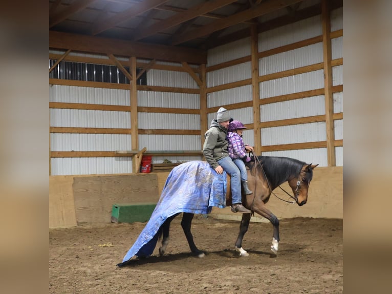 Más caballos centroeuropeos Caballo castrado 7 años 160 cm Castaño rojizo in Howell