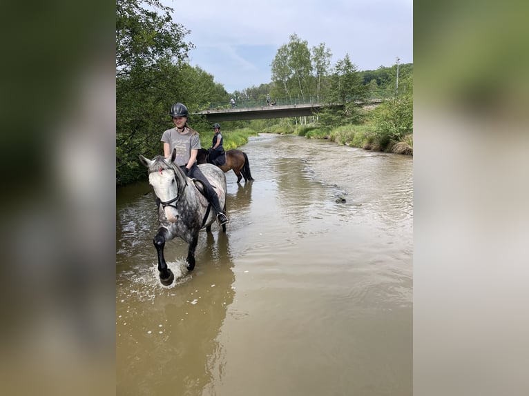 Más caballos centroeuropeos Caballo castrado 7 años 160 cm Tordo in Freiberg