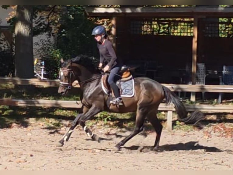 Más caballos centroeuropeos Caballo castrado 7 años 161 cm Castaño oscuro in Braunschweig