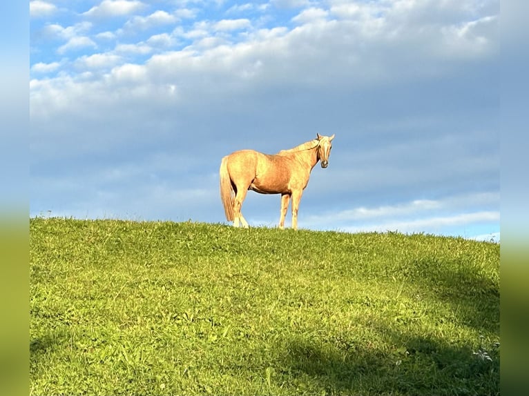 Más caballos centroeuropeos Mestizo Caballo castrado 7 años 162 cm Palomino in Grossgmain