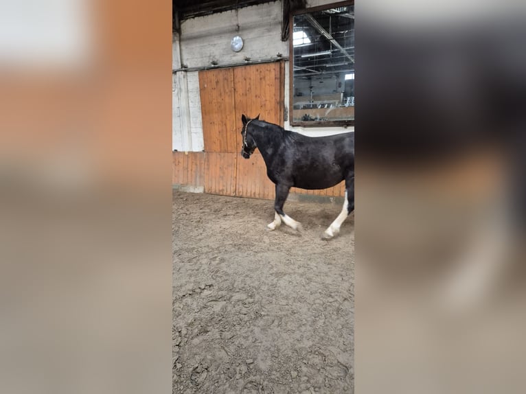 Más caballos centroeuropeos Mestizo Caballo castrado 7 años 162 cm Sabino in Fredenbeck